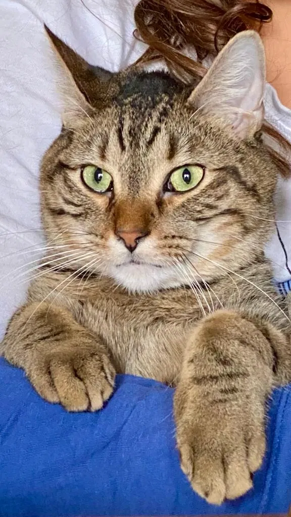 Lost cat in Chicago, IL, 60618