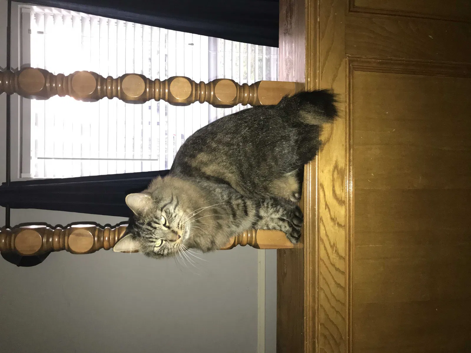 Lost cat in Spring, TX, 77388