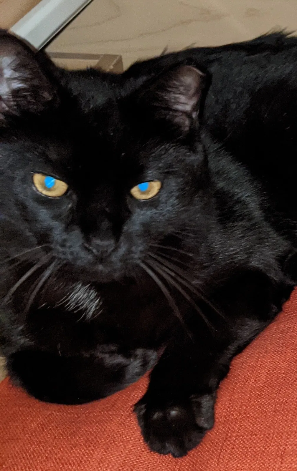 Lost cat in Spring, TX, 77389