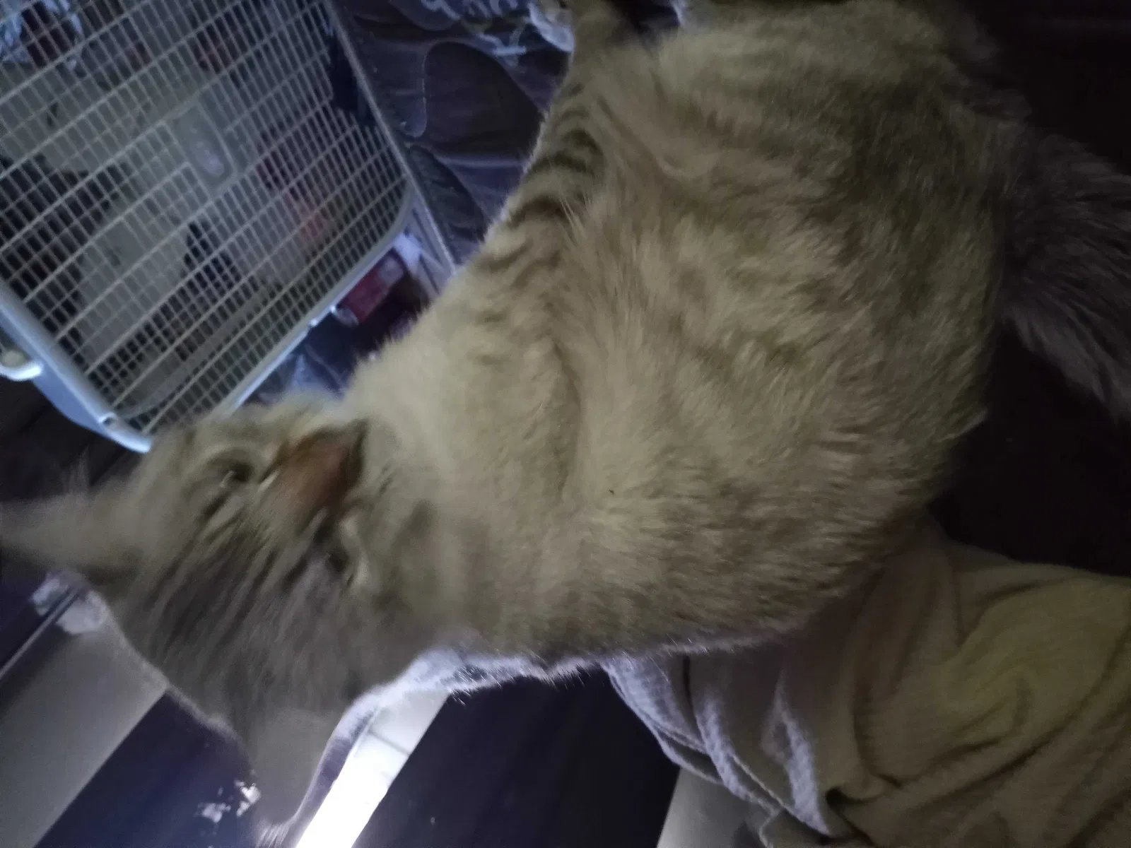 Lost cat in San Antonio, TX, 78201