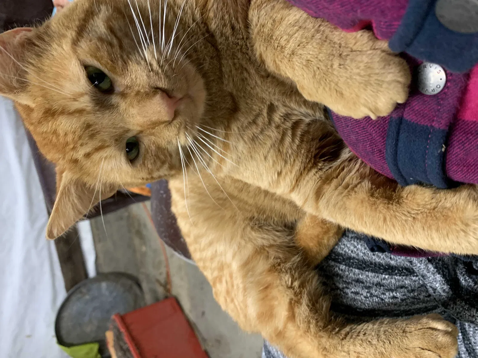 Lost cat in Forest Grove, OR, 97116
