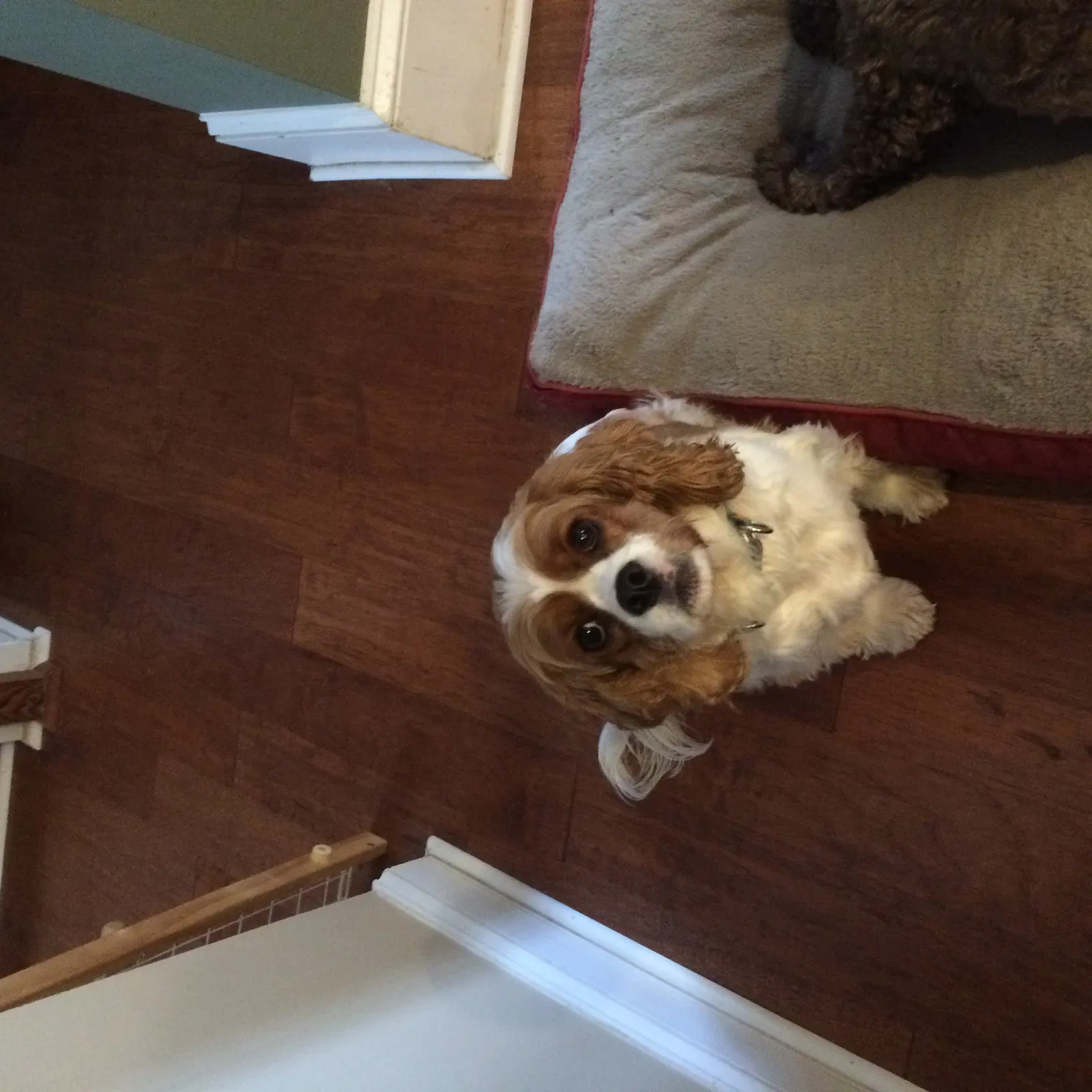 Lost dog in Fort Mill, SC, 29707