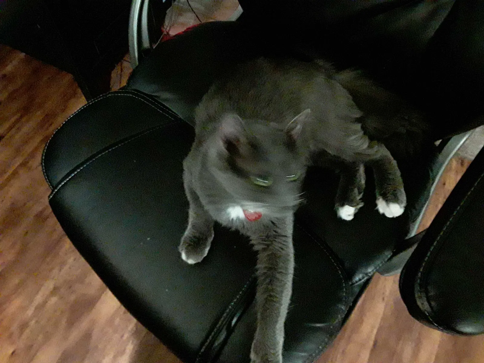 Lost cat in Fort Worth, TX, 76155