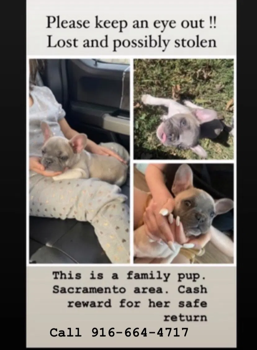 Lost dog in Sacramento, CA, 95838