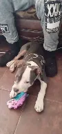 Lost dog in Tucson, AZ, 85706