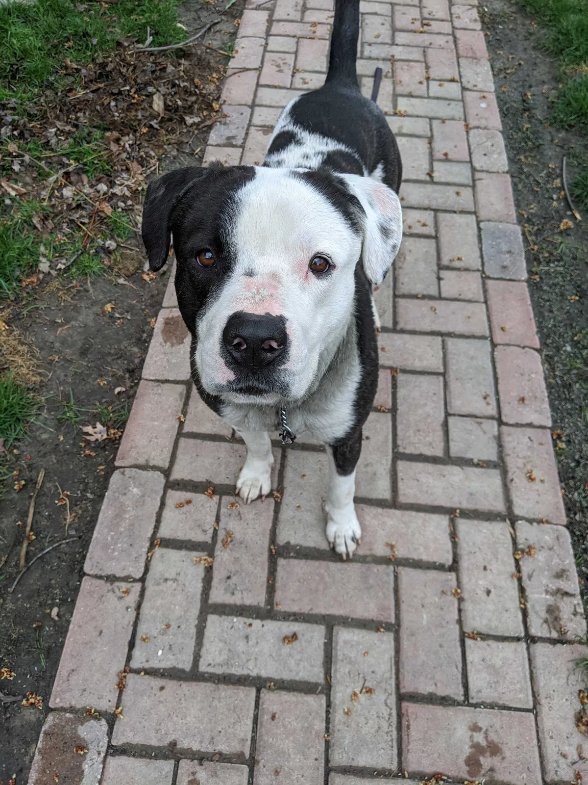 Found dog in Detroit, MI, 48214