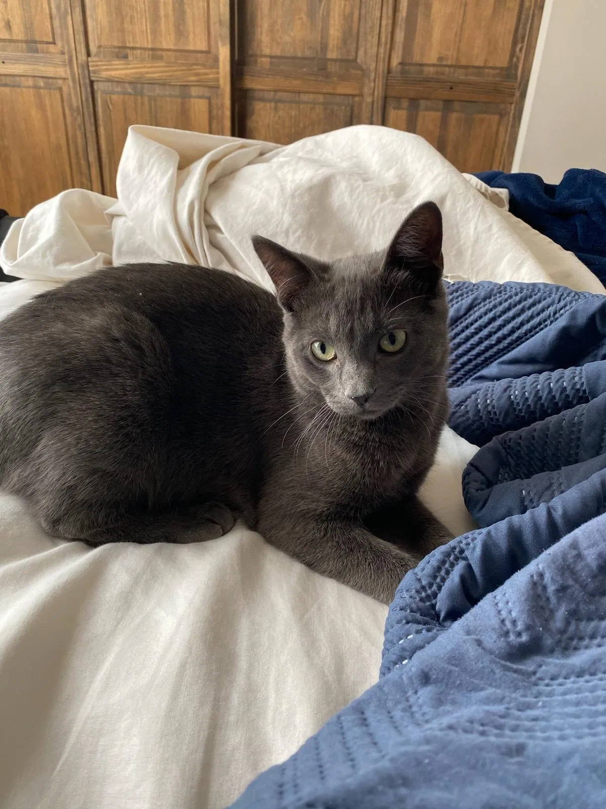 Lost cat in Lake In The Hills, IL, 60156