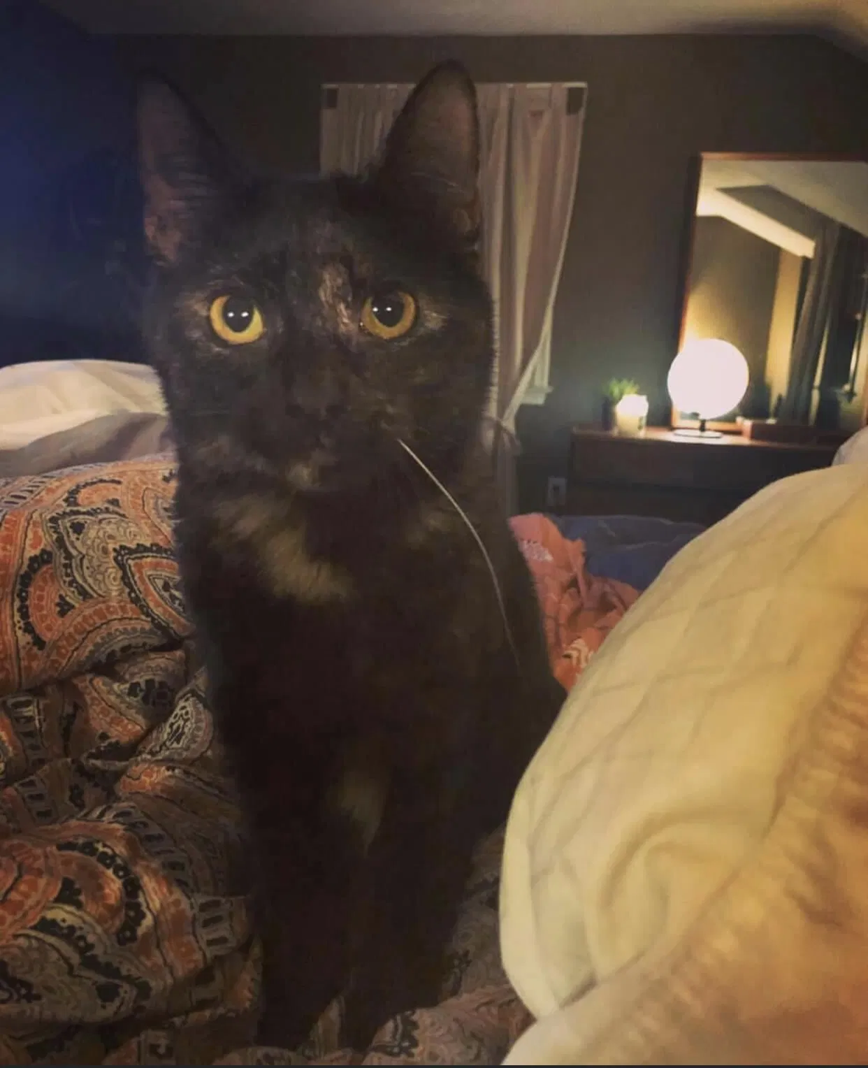 Lost cat in Warrington, PA, 18976