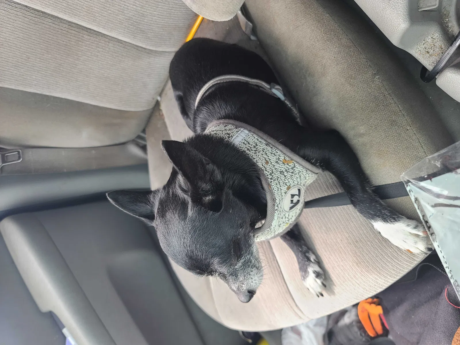 Lost dog in Sarasota, FL, 34241