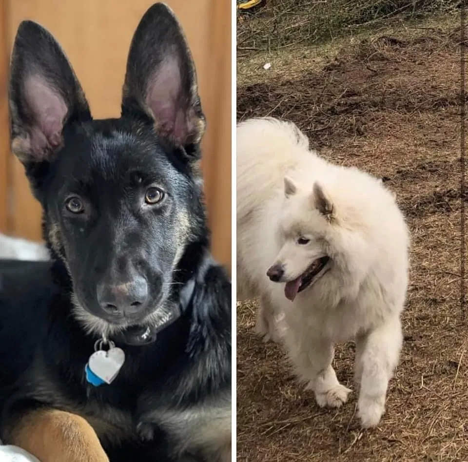 Lost dog in Rockbridge, OH, 43149