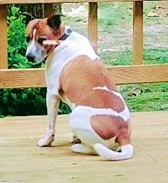 Lost dog in Chesterfield, VA, 23838