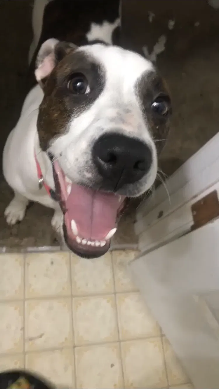 Lost dog in Irmo, SC, 29063