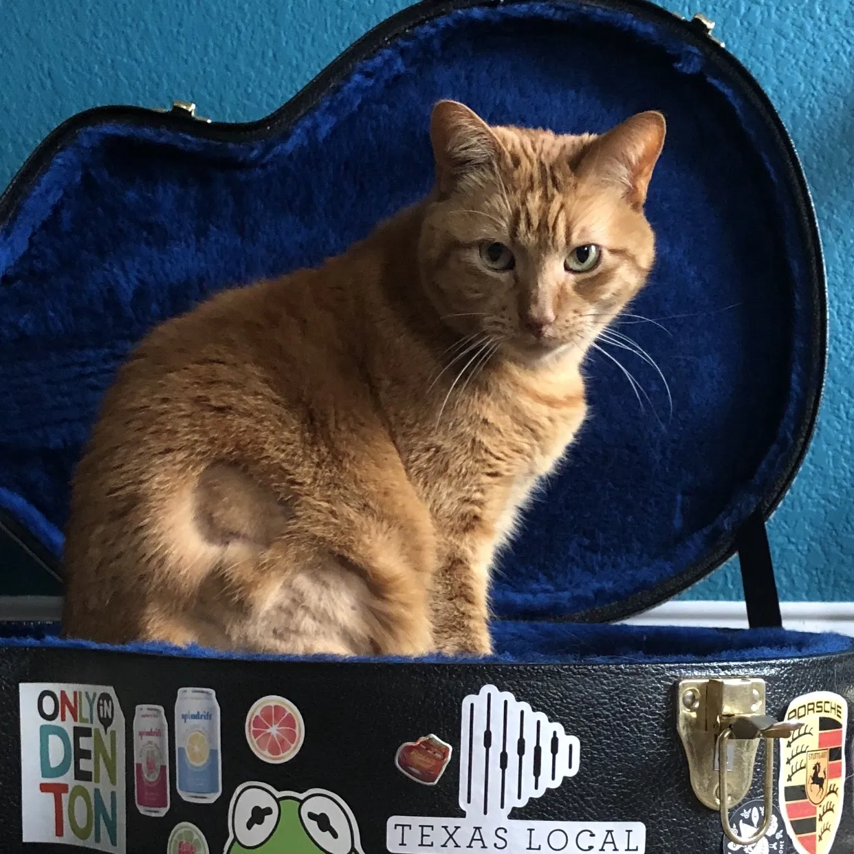 Lost cat in Denton, TX, 76210
