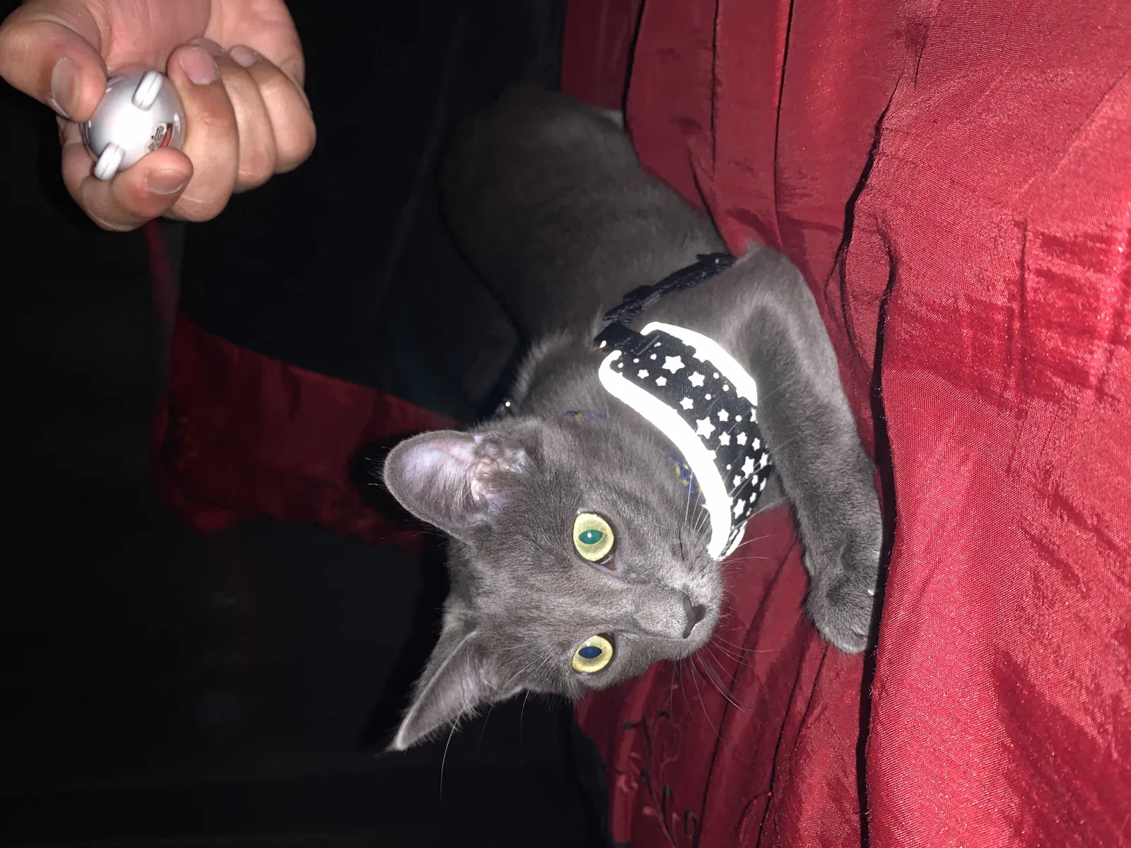 Lost cat in Riverside, CA, 92509