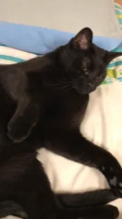 Lost cat in Sterling Heights, MI, 48312