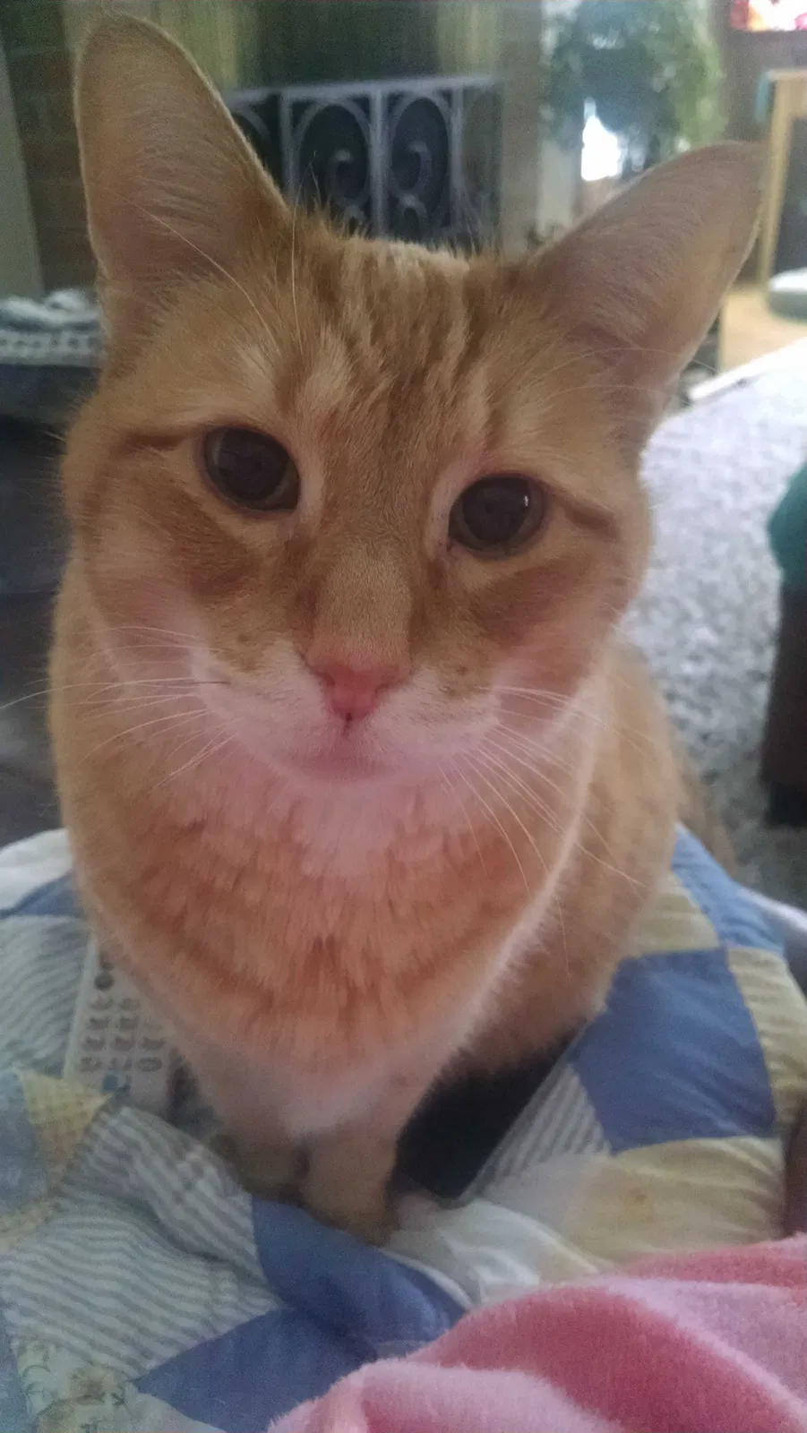 Lost cat in Hampshire, IL, 60140
