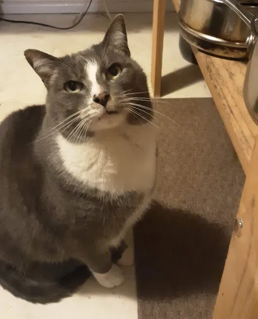 Lost cat in Eugene, OR, 97405