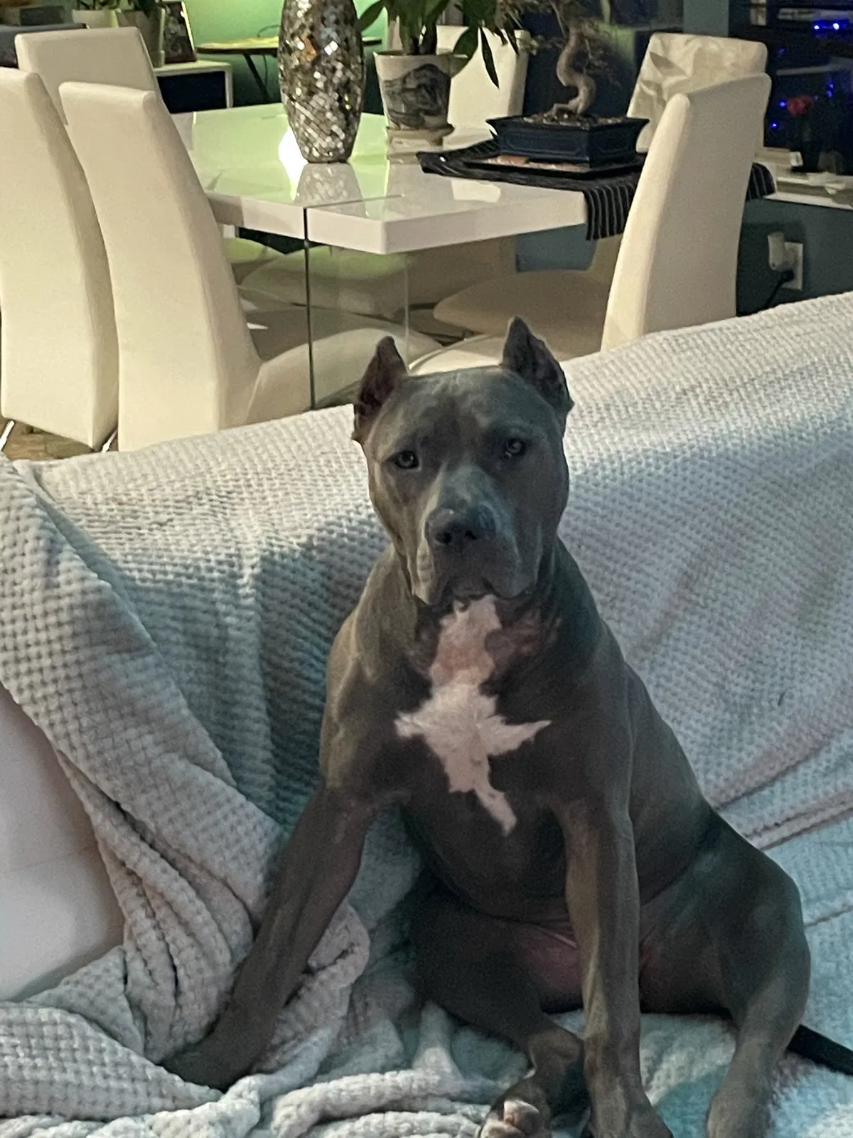 Lost dog in Fort Worth, TX, 76111