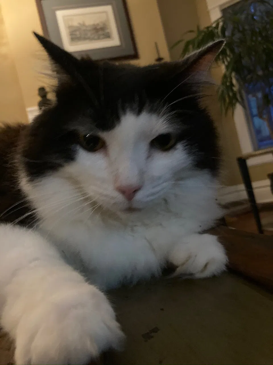 Lost cat in Lexington, KY, 40508