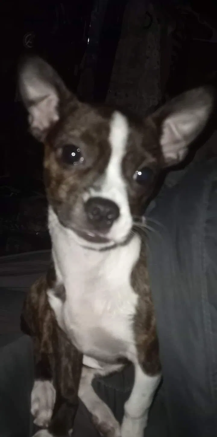 Lost dog in Corsicana, TX, 75110