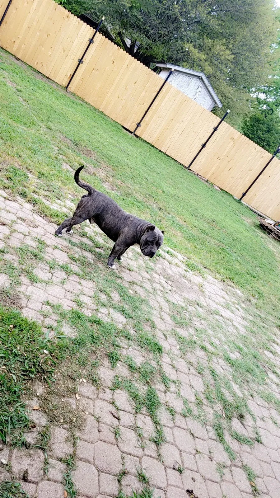 Lost dog in Fort Worth, TX, 76134