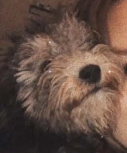 Lost dog in San Diego, CA, 92111