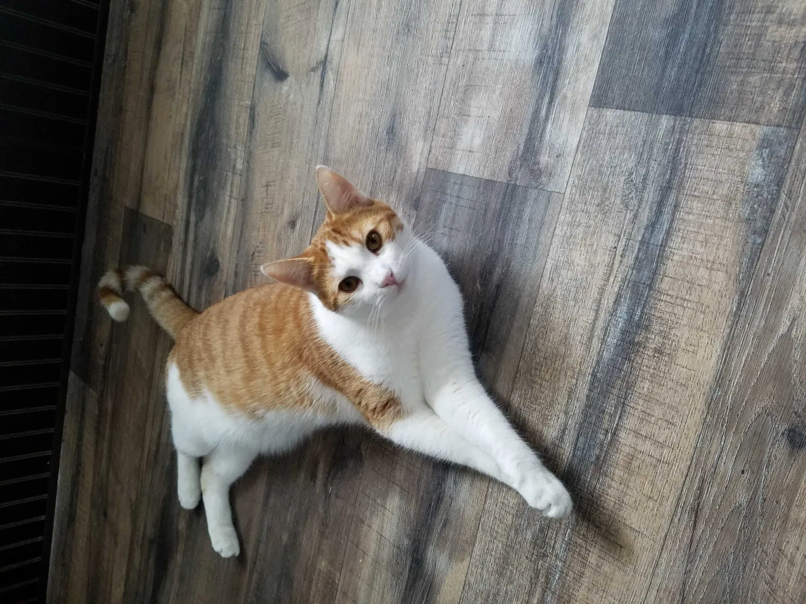 Lost cat in Moscow, ID, 83843