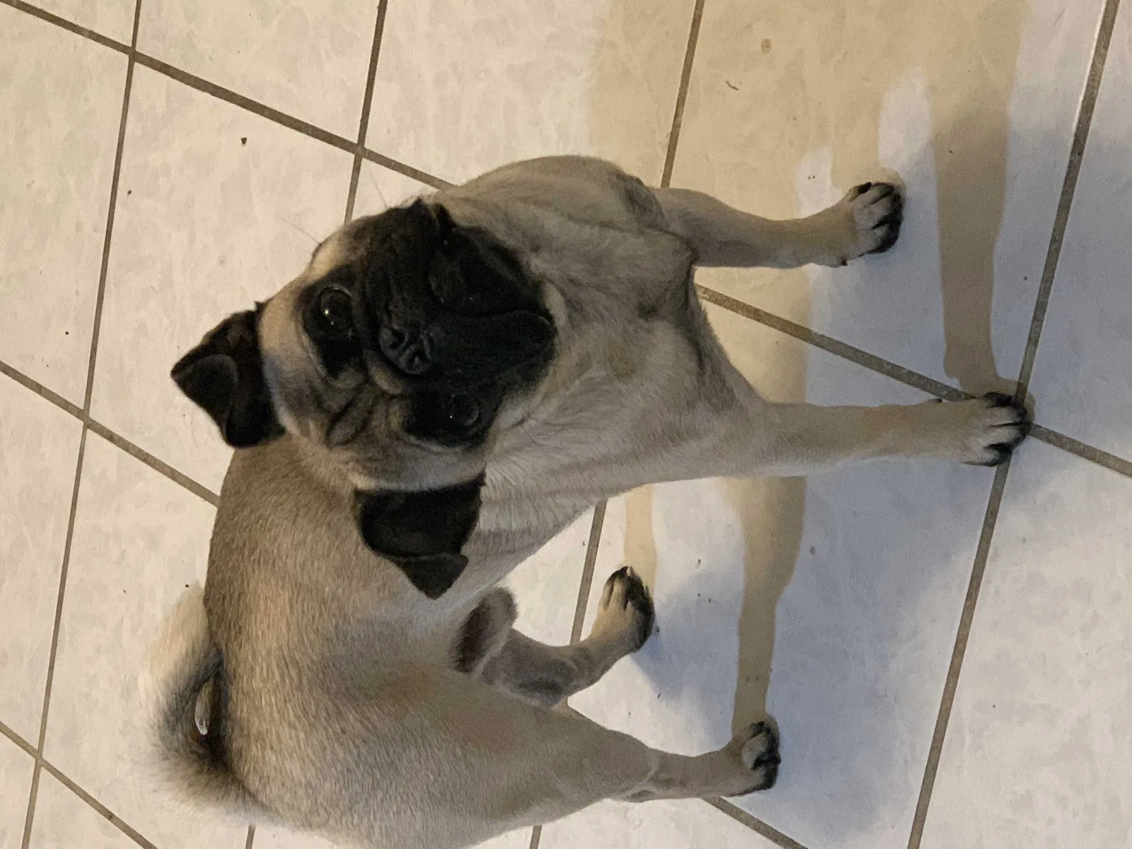 Lost dog in Memphis, TN, 38134