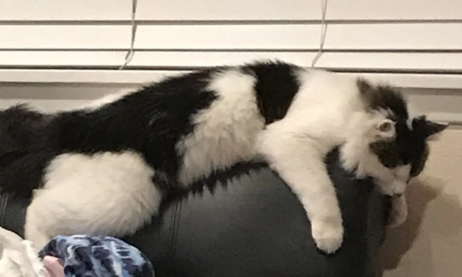 Lost cat in Kuna, ID, 83634