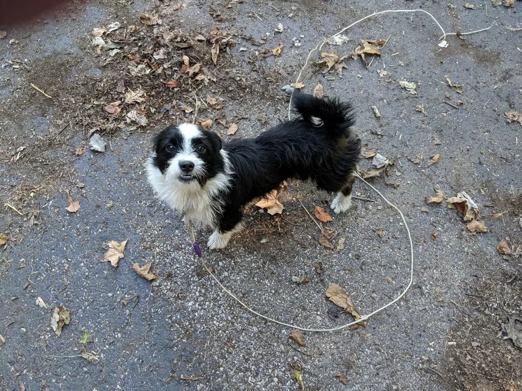 Lost dog in Utica, KY, 42376