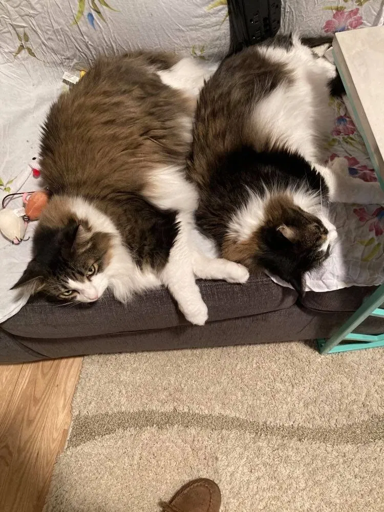 Lost cat in Osseo, MN, 55311
