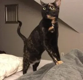 Lost cat in Kennesaw, GA, 30144