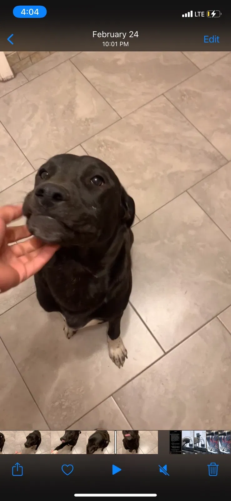 Lost dog in Mesa, AZ, 85204