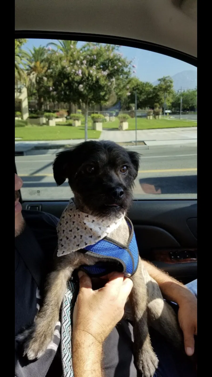 Lost dog in Ontario, CA, 91764