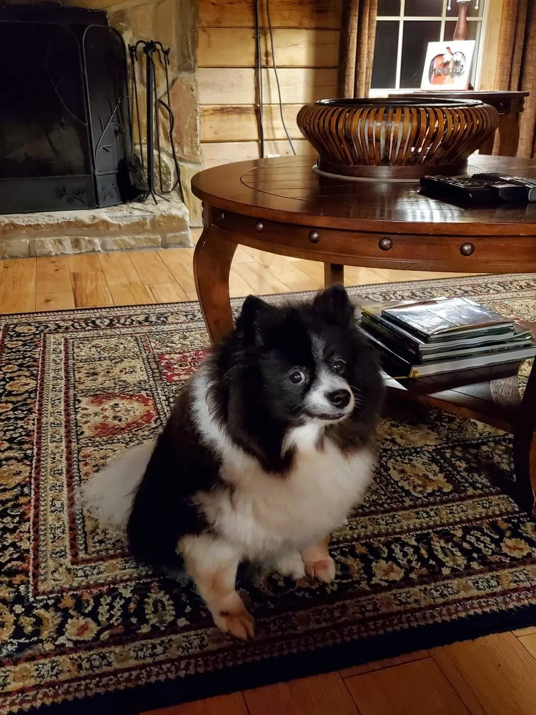 Lost dog in Willis, TX, 77318