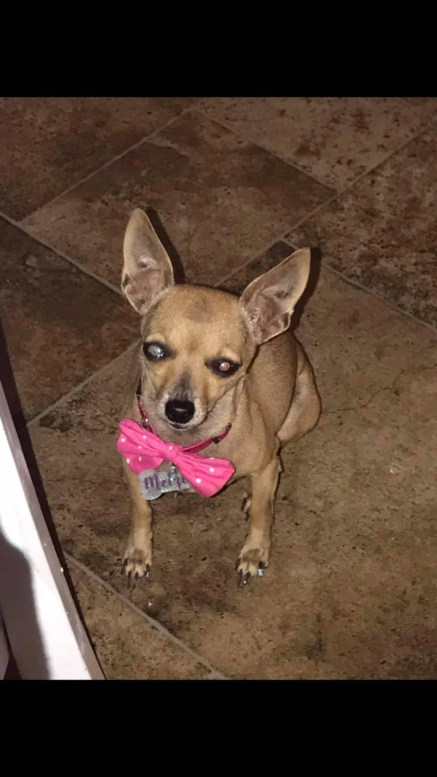 Lost dog in Spring Valley, CA, 91978