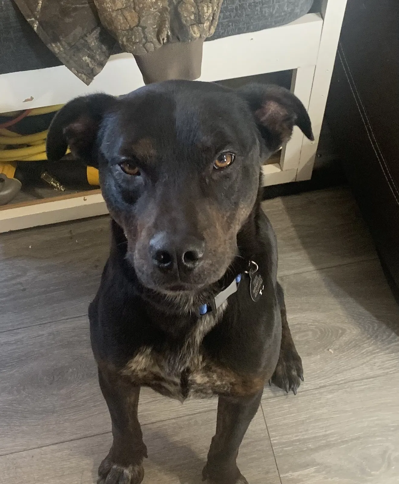 Lost dog in Haslet, TX, 76052