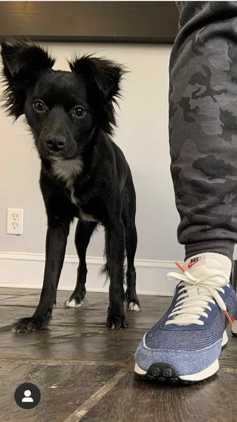 Lost dog in Baltimore, MD, 21218