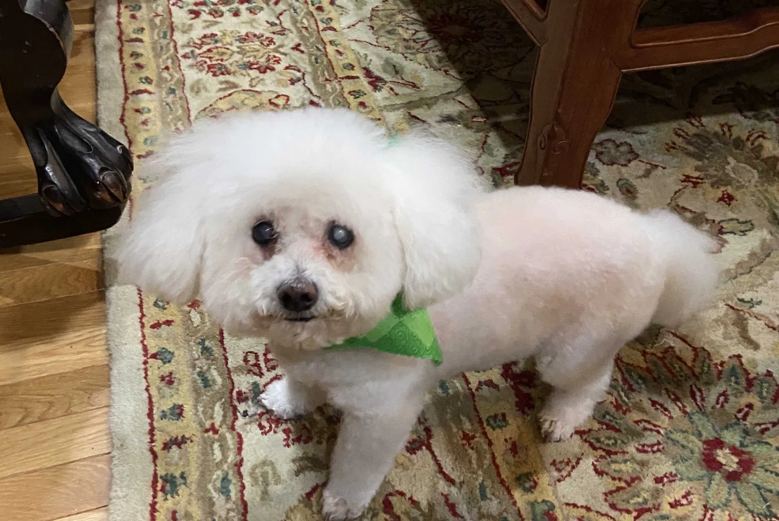 Lost dog in Bristol, VA, 24202