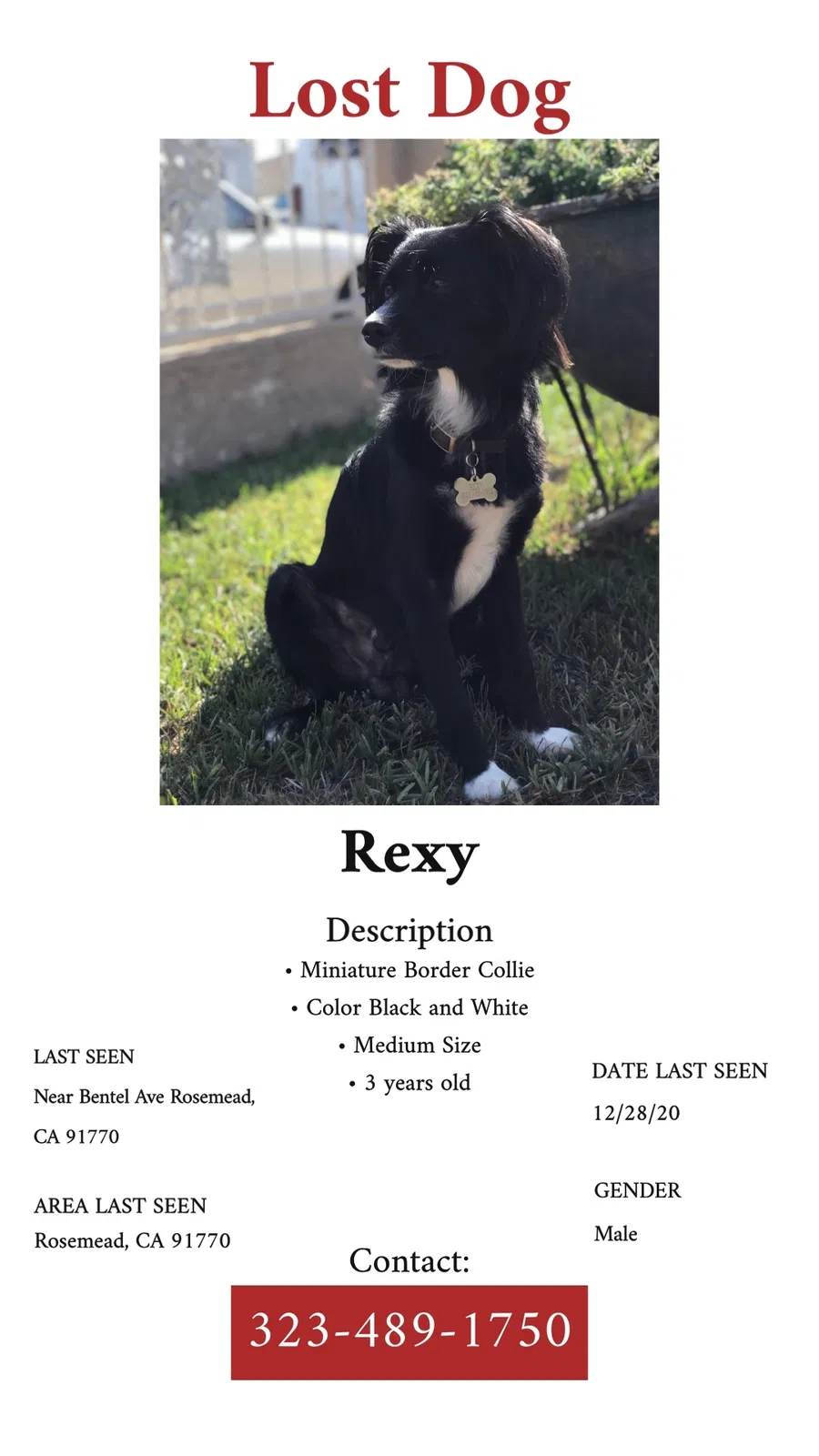 Lost dog in Rosemead, CA, 91770