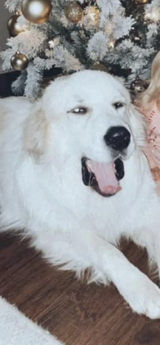 Lost dog in Gastonia, NC, 28054