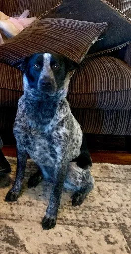 Lost dog in Cartersville, GA, 30120