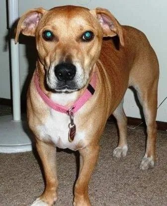 Lost dog in Clovis, CA, 93619