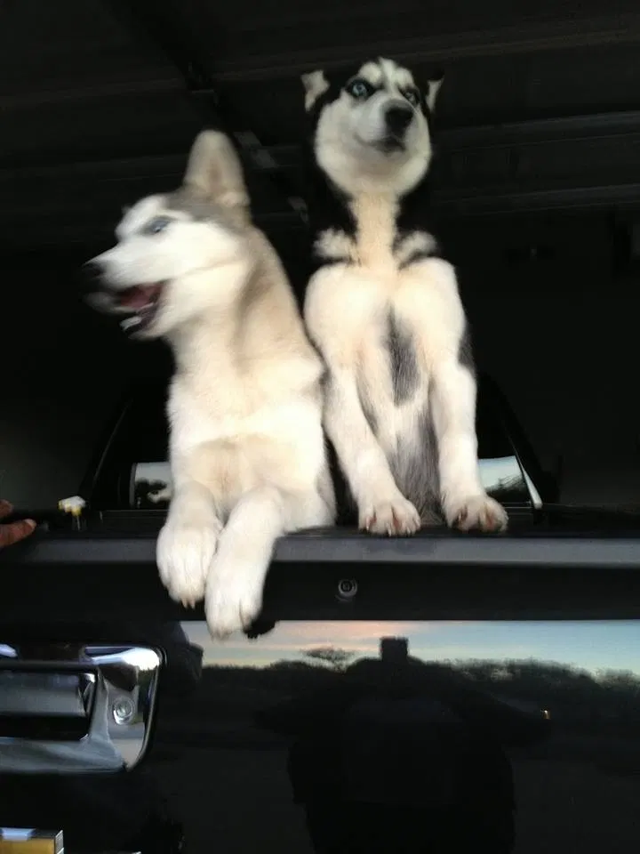 Lost dog in Little Rock, AR, 72204