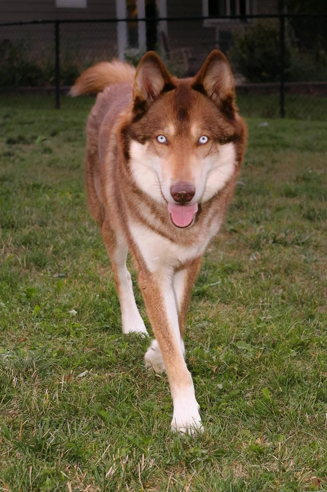 Lost dog in Des Moines, IA, 50311