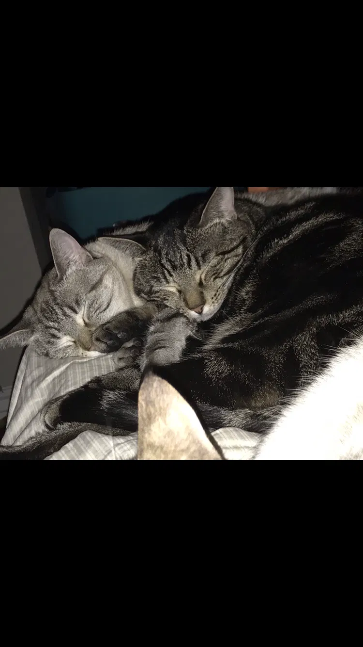 Lost cat in Phoenix, AZ, 85022