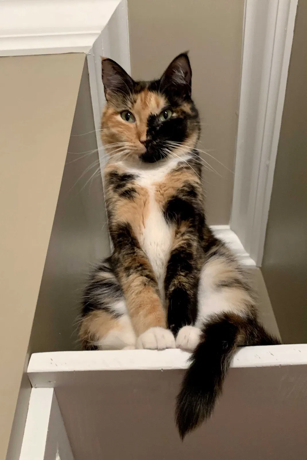 Lost cat in Duson, LA, 70529
