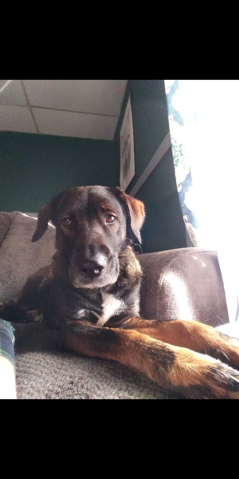 Lost dog in Salem, IN, 47167