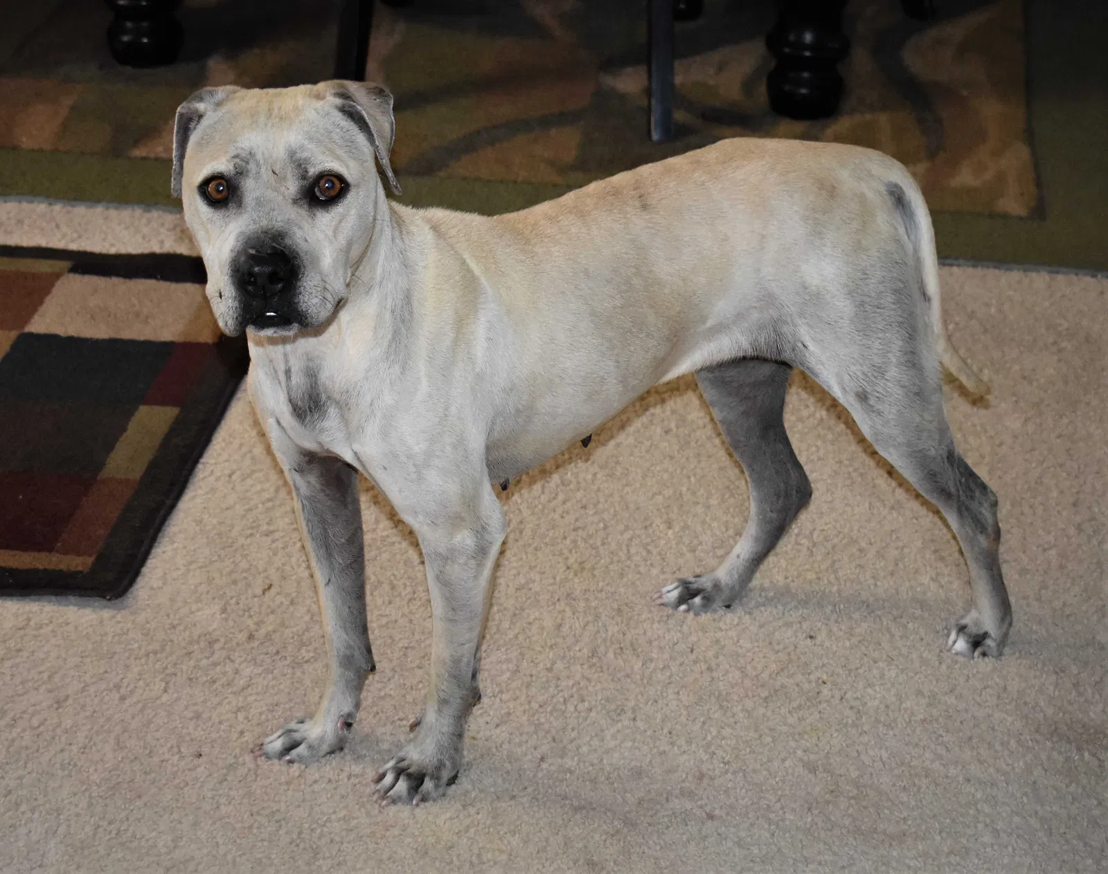 Lost dog in Crawfordville, FL, 32327