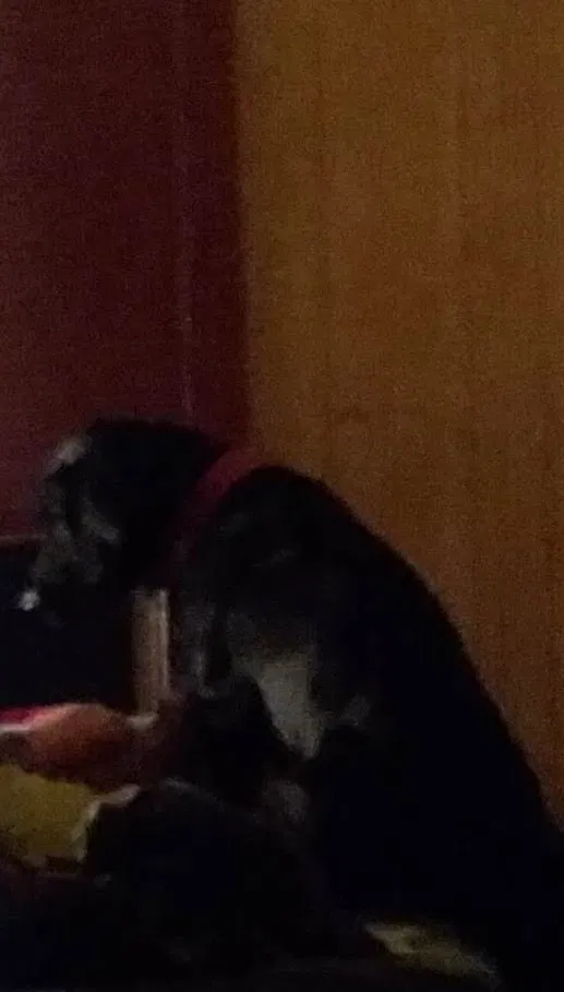 Lost dog in Flint, MI, 48505